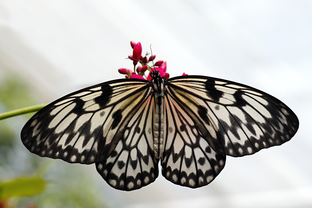 vlinder vlinders hdr insect insecten nederland uitheems Lepidoptera rups rupsen vlindertuin natuur
